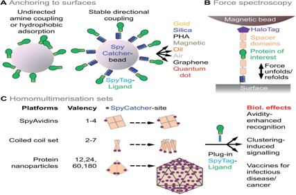 SpyTag-SpyCatcher system: Protein covalent coupling technology