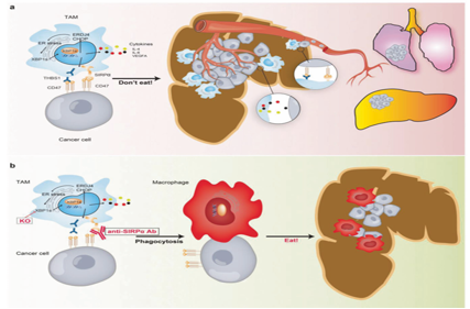 The target of Signal Regulatory Protein Alpha SIRPα