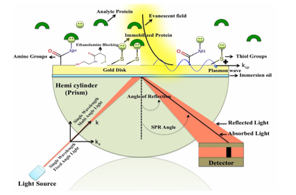 The introduction of Surface Plasmon Resonance