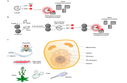 Proximity labeling in mammalian cells with TurboID and split-TurboID