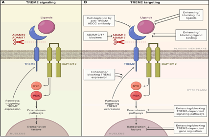 Alzheimer disease therapeutic target TREM2