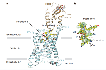 Treatment of obesity and metabolic diseases target GLP1R