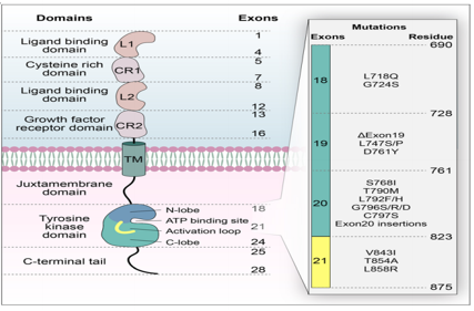 Epidermal growth factor receptor EGFR