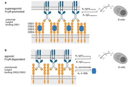 T-cells costimulate the immune checkpoint molecule 4-1BB