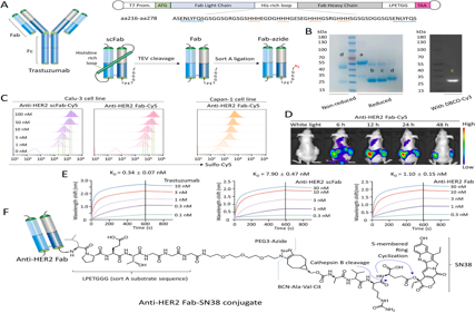 A single-chain fab derived drug conjugate for HER2 specific delivery