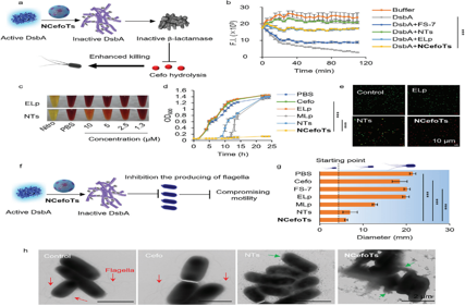 Phase-Separated Nano-Antibiotics Enhanced Survival in Multidrug-Resistant Escherichia coli Sepsis by Precise Periplasmic EcDsbA Targeting