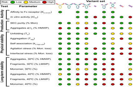 Comparative study of the exploitability of full-length antibody, fragment, and bispecific formats