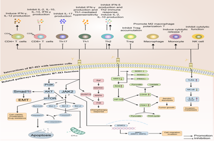 The immune checkpoint molecule B7H3