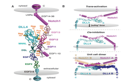 The target of angiogenesis regulation is DLL4