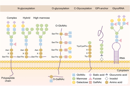 The role of glycosylation in cancer and clinical therapy