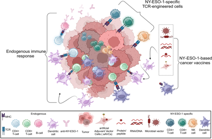 Autoimmune cancer testicular antigen NY-ESO-1