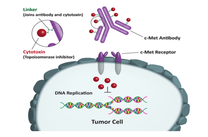 Hepatocyte growth factor receptor c-MET