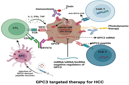 The hepatocellular carcinoma marker GPC3
