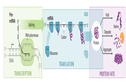 The Effects of Codon Usage on Protein Structure and Folding
