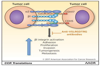 The unique cadherin CDH17