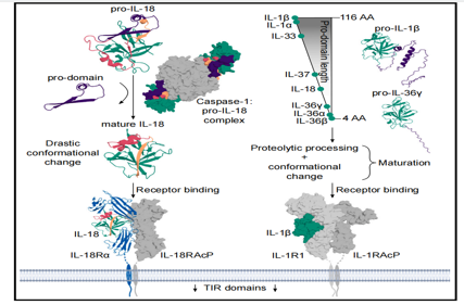The proinflammatory cytokine IL18