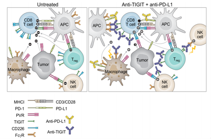 The inhibitory receptor TIGIT