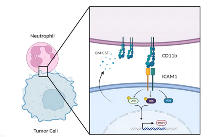 The cell adhesion molecule ICAM1