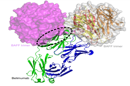 B-cell activating factor BAFF