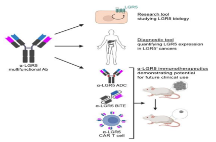 Novel immunotherapeutics against LGR5 to target multiple cancer types