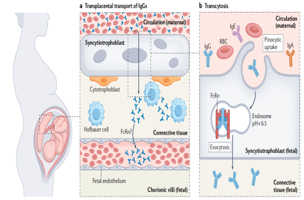 Neonatal Fc receptor FcRn