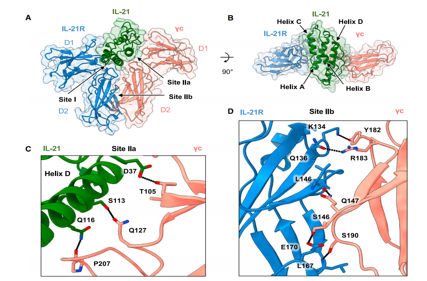 Immune stimulation of the cytokine IL-21