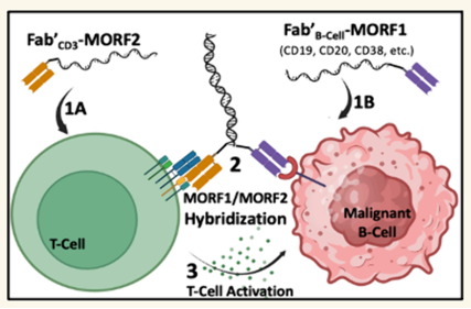A two-component T-cell activation therapy MATCH