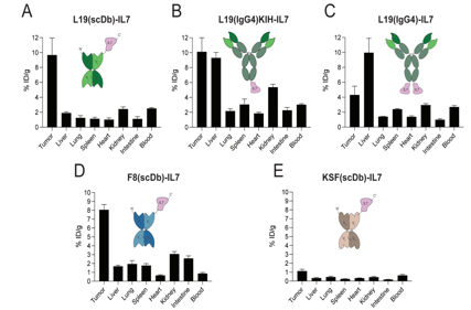 The IL-7 fusion protein F8 (scDb) IL7 up regulates TCF1 and promotes PD-1 blockade