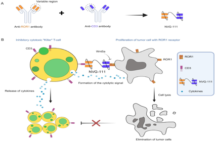 Receptor tyrosine kinase-like orphan receptor ROR1