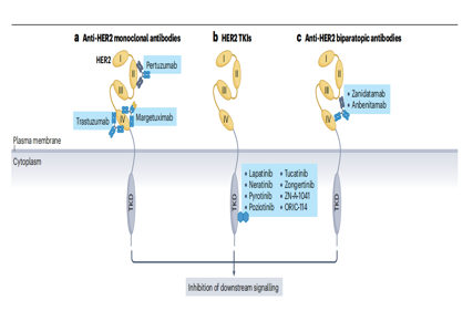 Human epidermal growth factor receptor HER2