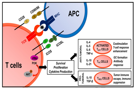 Inducible T-cell costimulator ICOS