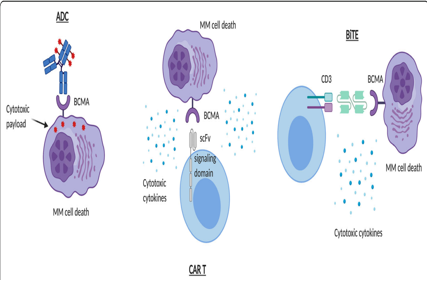 B-cell maturation antigen BCMA