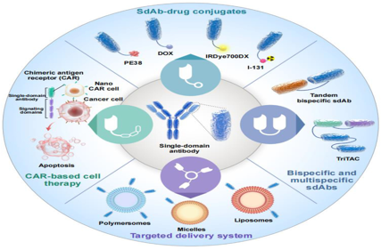 Single domain antibodies as therapeutics for solid tumor treatment