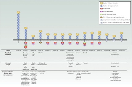 Immune checkpoint suppressor molecule Siglec15