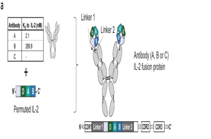 ANV419 has a strong ability to stimulate CD8-T cells and natural killer cells