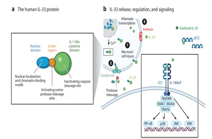 The alarm cytokine IL-33