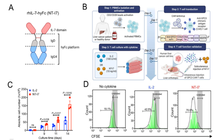rhIL-7-hyFc improves the efficacy of CAR-T cells in the treatment of solid tumors