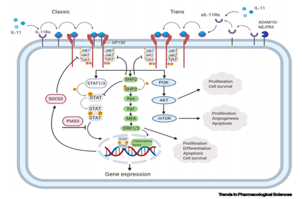 Proinflammatory cytokine IL-11