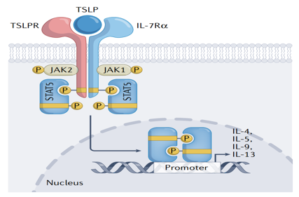 Thymic stromal lymphopoietin TSLP