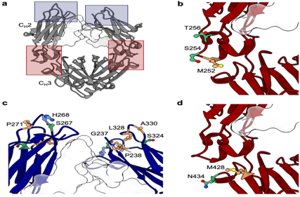 Clinical validation of Fc mutations can adjust the high viscosity of IgG1 antibodies