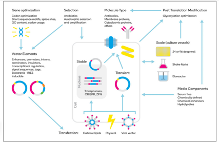 Suitable conditions were selected for eukaryotic protein expression