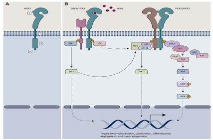 Human epidermal growth factor receptor HER3
