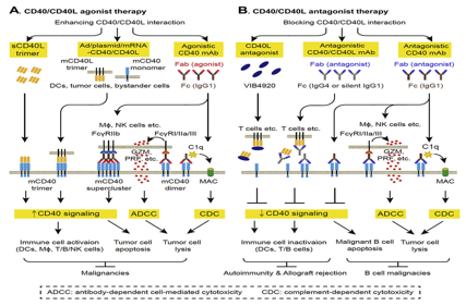 Stimulate receptor molecules CD40
