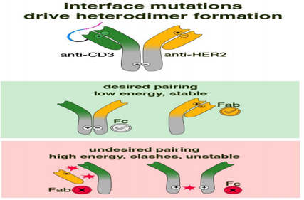 Engineering a tumor selective prodrug T-cell engager bispecific antibody for safer immunotherapy