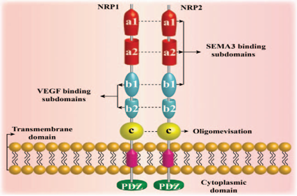 Neurotrophic factor receptor NRP1