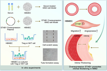 The target of Stabilin-1/STAB1