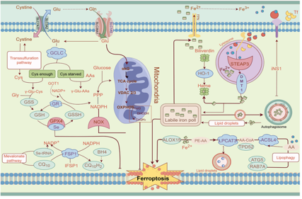The target of Solute Carrier Family 1 Member 5 SLC1A5