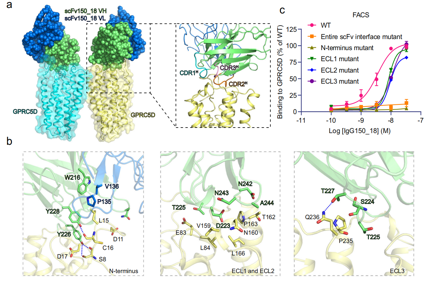 The binding mechanism of an anti multiple myeloma antibody to the human GPRC5D homodimer