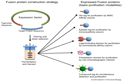 The introduction of protein tag