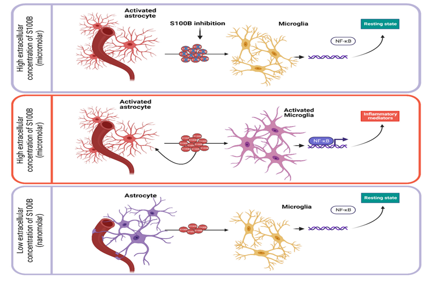 Central nervous system specific proteins S100β